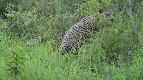 Incredible footage of leopard behaviour during impala kill