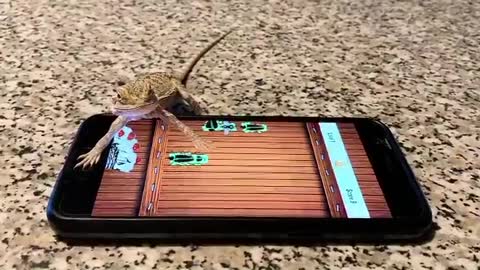 Bearded Dragon Becomes a Gamer
