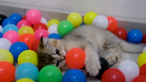 Cute cats playing with baloon😍