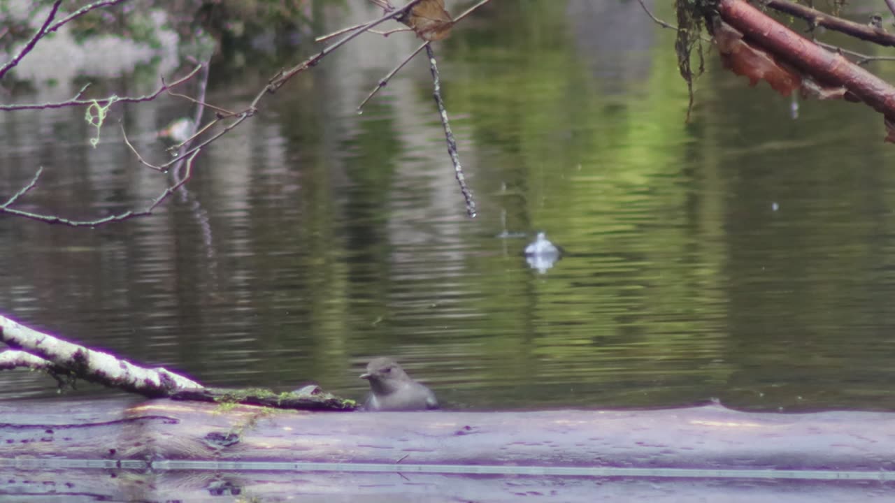 American Dipper