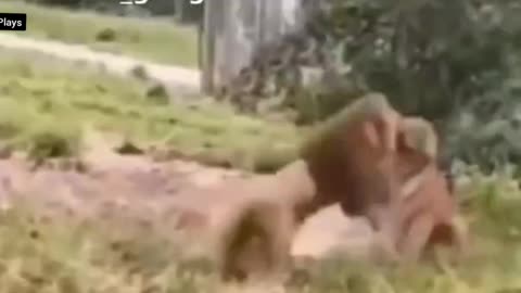 incredible lion and tiger fight