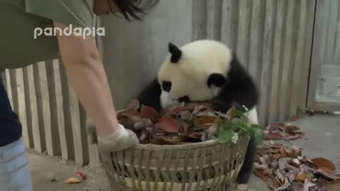 Pandas fun