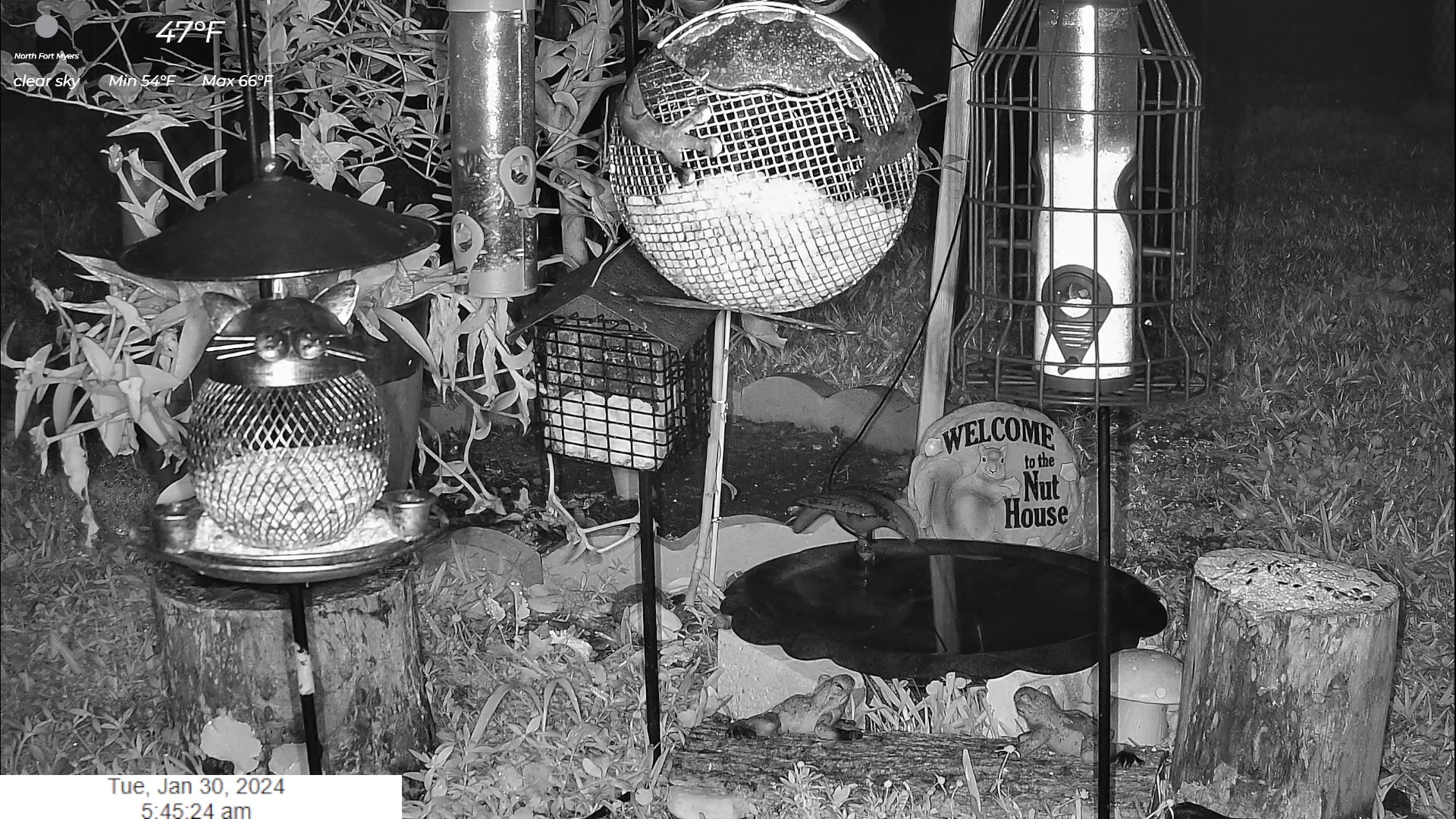 Florida Bird Feeder SWFL Live Camera HD