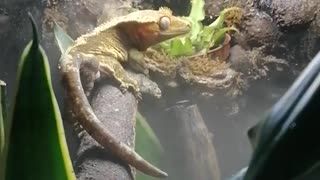 Clumsy Gecko Falls From Branch
