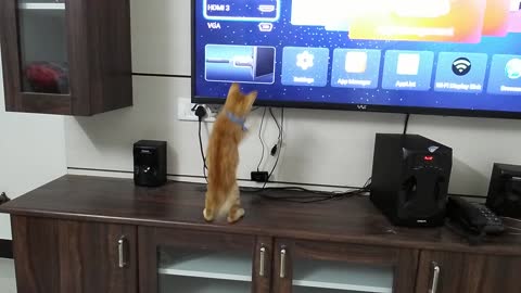 Cat Unexpected Fail While Fighting With TV