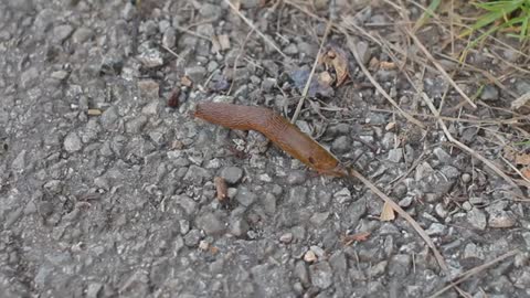 This is the killer slug!