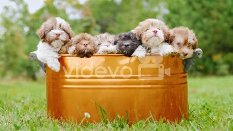 Havanese Puppies In A Copper Bucket