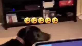 SOO FUNNY - SCARED DOG