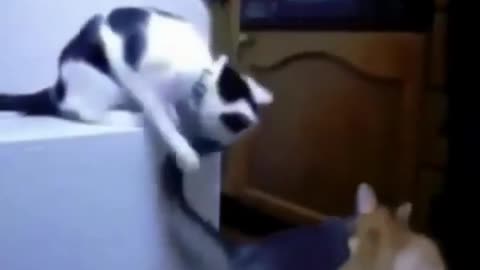 Funniest Animals Videos l Three Cute Cats Fighting