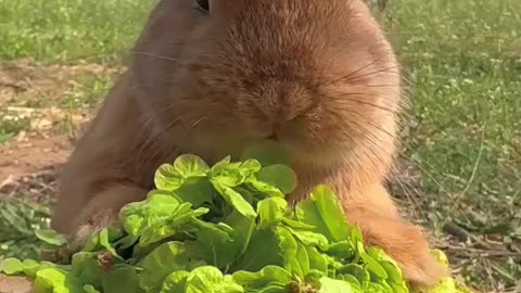 cutie #Rabbit ❤ Tag someone who need to see this