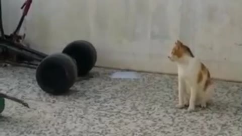 A Little Monkey Taunts In Front Of An Angry Cat