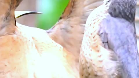 Subtlety isn't this bird's forté - interesting news bbc