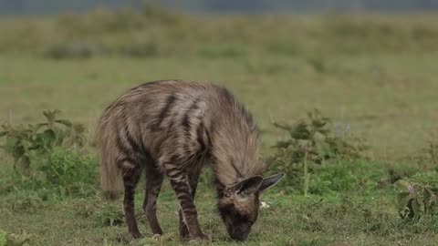 Striped hyena