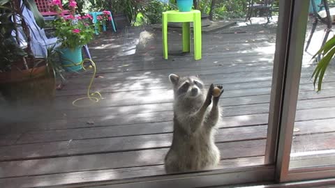 Rocksy the raccoon knocks at the door for food