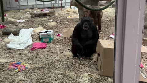 Chimps React to Man's Prosthetic Leg