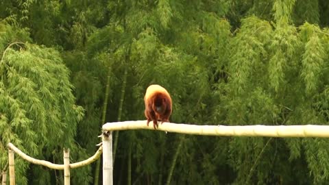 Howler Monkey Fauna Finlandia