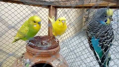 Butifull Brids _ Bajri Brids Sounds _ Australian parrot _ New Brids Video _ chidiyon Ki Awaaz