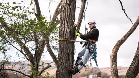 Gutierrez Tree Service - (209) 399-4620