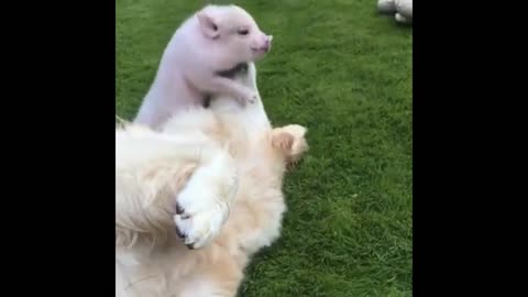 Piggy & Dog best friends/ funny animals