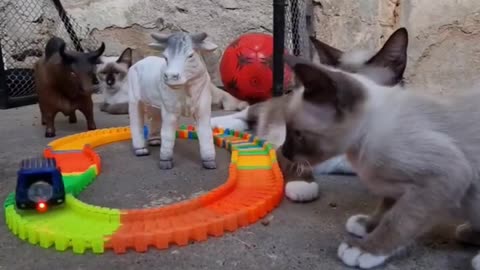 Cats vs Racing Cars - Cat Videos Kittens