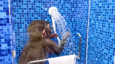 Monkey Baby Bon Bon oes to the toilet and plays with Ducklings in the swimming pool