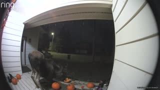 Moose Munches on Porch Pumpkins