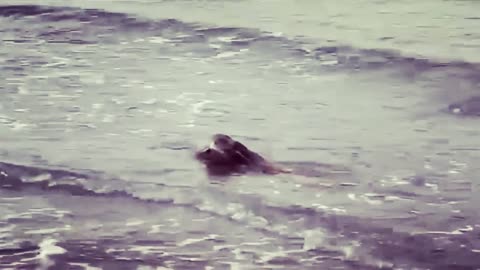 Owl swims to shore after seagull attack