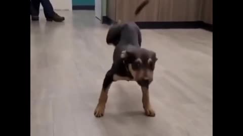Dog dancing on beat with full mood