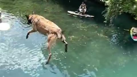 Bridge jumping dog