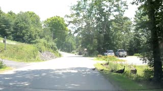 Family of Turkeys crossing the road