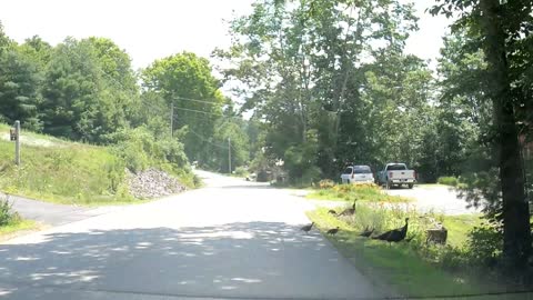 Family of Turkeys crossing the road