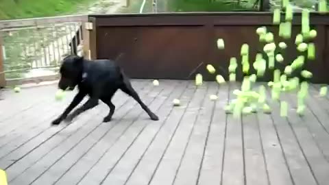 Dog Plays With Tennis Balls!