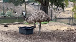 Emu