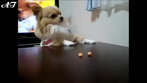 Chihuahuas desperately desiring to extend their hands