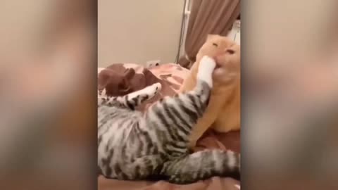 Best funny cats videos 2022