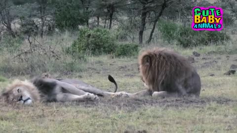 The Nosy Lion Cubs Makes Daddy Can't Sleep - Cute Baby Animals