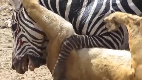 🦓💪 Mother's Fury: Zebra Kick That Can Break a Lion's Jaw to Save Her Foal! 😱👊