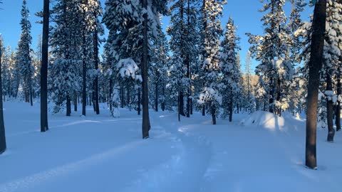 Winter Scenic Panorama – Central Oregon – Swampy Lakes Sno-Park – 4K