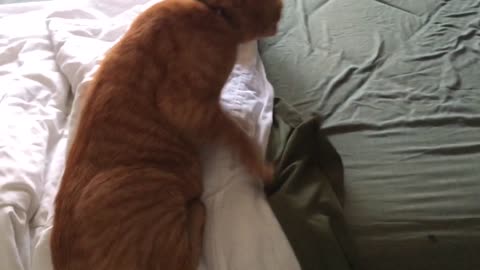 Big orange cat refuses to get out of bed