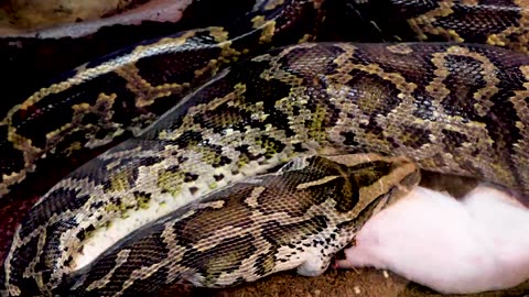 HUGE ANACONDA EATS LARGEST PIG EVER!! | BRIAN BARCZYK