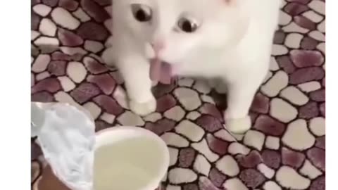 Me when sister coke a food (funny cat videos pt1