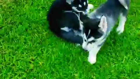 Husky puppies plays together