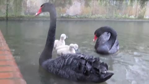Black Swan Cygnets jump into the lake