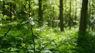 Nature sounds Meditation forest sounds of birds singing relaxation - 4 minutes