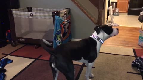 Bailey Chasing a Laser Pointer on the Ceiling