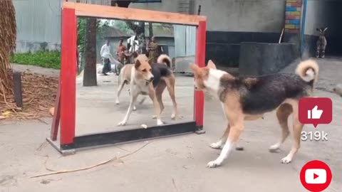 Dog vs Shisha #dog #fannyvideo