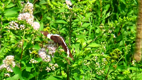 White Admiral Butterfly