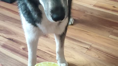 Husky Finds Lime Unappealing