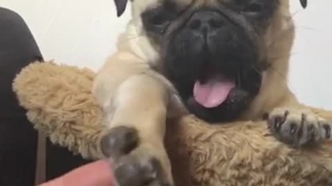 Cute pug has very ticklish feet!