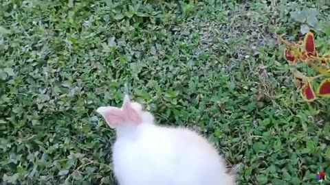 Cute Little Rabbit Eating And Playing In The Grassland - Animal Scenes